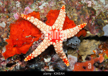 Étoile de mailles rouges, Fromia monilis, atoll de Felidhu, Maldives Banque D'Images