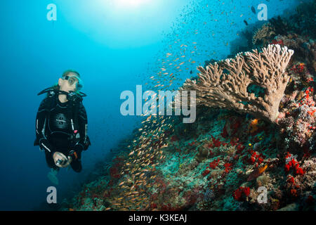 Plongée sous marine sur les récifs coralliens, atoll de Felidhu, Maldives Banque D'Images