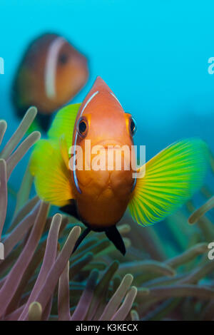 Les Maldives, poisson clown Amphiprion nigripes, atoll de Felidhu, Maldives Banque D'Images