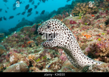 Gymnothorax favagineus murène, Honeycomb, North Male Atoll, Maldives Banque D'Images