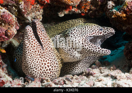 Groupe d'Honeycomb Moray, Gymnothorax favagineus, North Male Atoll, Maldives Banque D'Images