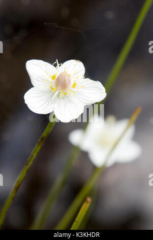 Libre de deux, d'un blanc éclatant avec des anthères jaunes de fleurs en fleurs Anémone perce-neige sur une journée ensoleillée à l'automne contre un arrière-plan flou Banque D'Images