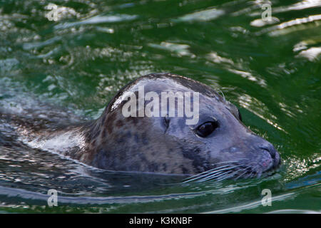 Lion de mer, Close up, portrait dans l'eau Banque D'Images