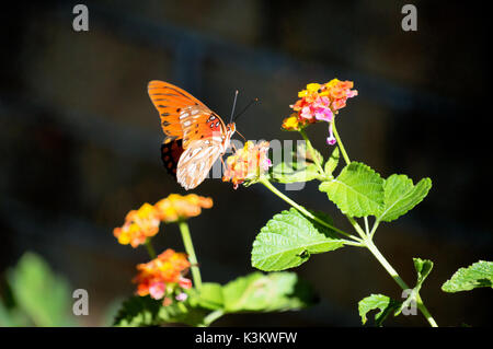 Une orange papillon reine atterri sur une multi-couleur lantana accentués par la lumière du soleil. Banque D'Images