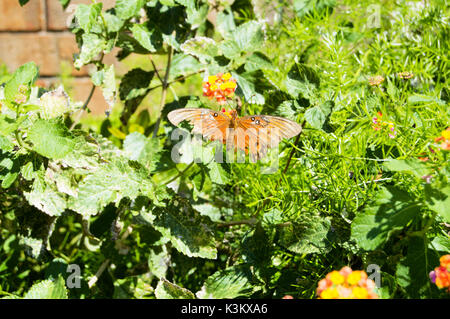 Un grand mal s'est posé sur une papillon multi-couleur lantana. Banque D'Images