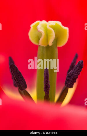 Résumé photo macro du centre d'une tulipe rouge Banque D'Images