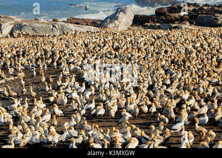 Colonie du Cap élevage Bassan (Morus capensis), l'île Bird, Lamberts Bay, Afrique du Sud Banque D'Images