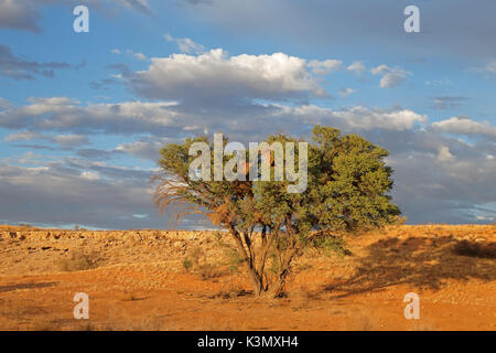 Paysage désertique avec une thorn tree in early morning light, désert du Kalahari, Afrique du Sud Banque D'Images