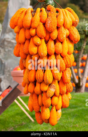 Un gros plan d'une exposition de citrouilles orange lors d'une exposition d'automne dans un marché local, la province de Bolzano, le Tyrol du Sud, Italie, Europe Banque D'Images