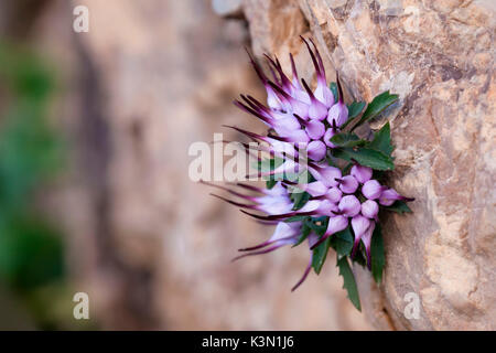 Close up of a Physoplexis comosa, touffetés horned rampion, Alpes italiennes, Dolomites Banque D'Images