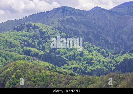 Tonalités de vert dans la forêt, Sasso Fratino, réserve intégrale des Forêts Casentinesi NP, Emilie Romagne, Italie Banque D'Images