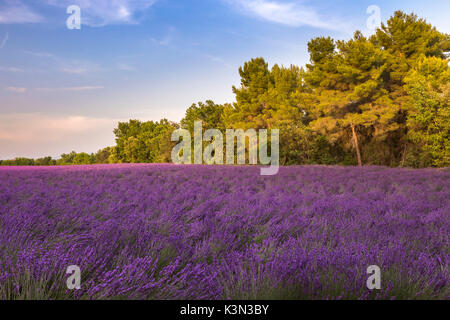 Un champ de lavande entre les bois près de Valensole, Alpes de Haute Provence, Provence-Alpes-Côte d'Azur, France. Banque D'Images