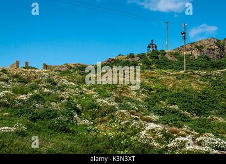 Fidra Island Lighthouse, avec mur de vieux jardin du gardien de phare en premier plan, et la mer sauvage camomille fleurs, Tripleurospermum maritimum, Ecosse Banque D'Images