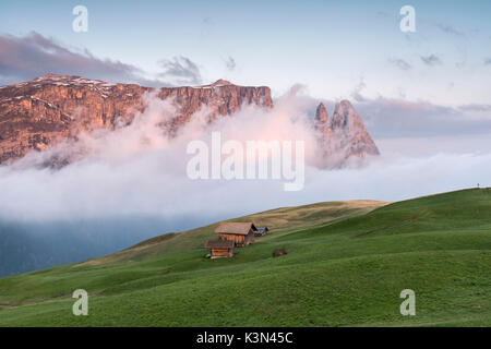 Alpe di Siusi / Seiser Alm, Dolomites, Tyrol du Sud, Italie. Lever du soleil sur l'Alpe di Siusi / Alpe di Siusi. Dans l'arrière-plan les sommets de Sciliar/Schlern, Euringer et Santner Banque D'Images