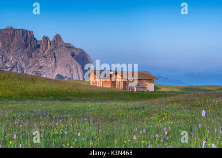 Alpe di Siusi / Seiser Alm, Dolomites, Tyrol du Sud, Italie. La fleur le plateau de Bullaccia/Puflatsch. Dans l'arrière-plan les sommets de Sciliar/Schlern Banque D'Images