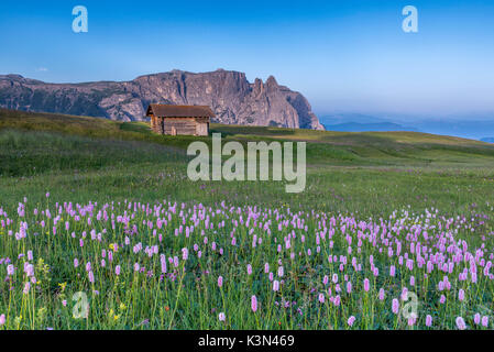 Alpe di Siusi / Seiser Alm, Dolomites, Tyrol du Sud, Italie. La fleur le plateau de Bullaccia/Puflatsch. Dans l'arrière-plan les sommets de Sciliar/Schlern Banque D'Images