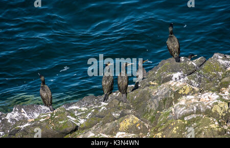 Groupe de cormorans, Phalacrocorax carbo, sur la côte rocheuse, l'île de Fidra, Firth of Forth, Écosse, Royaume-Uni, aux beaux jours, Banque D'Images