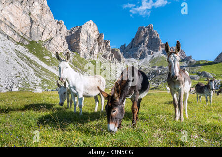 Mondeval, Dolomites, Cortina d'Ampezzo, Belluno, Italie, Vénétie Banque D'Images