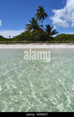 Paumes sur Bahia Honda - Clefs Island - Floride, États-Unis Banque D'Images