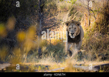 Un lion qui sortent de la brousse dans la matinée les lumières à Xakanaxa, dans Moremi, Okavango Delta. Banque D'Images