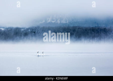 Les cygnes chanteurs dans le lac Kussharo, Hokkaido, Japon Banque D'Images