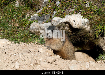 Dolomites, Veneto, Italie. La marmotte alpine (Marmota marmota) Banque D'Images