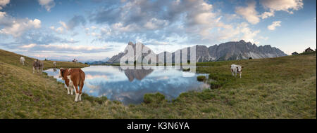 L'Europe, l'Italie, le Tyrol du Sud, Bolzano. Vaches qui paissent près de l'Wackerer lake, sur l'arrière-plan le Sass de Putia et l'Olde di Eores, Dolomites Banque D'Images