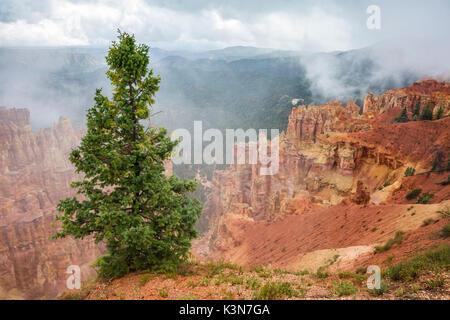 Bouleau noir Canyon. Le Parc National de Bryce Canyon, Garfield County, Utah, USA. Banque D'Images