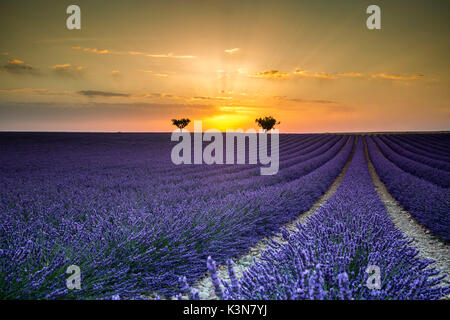 Raws lavande avec des arbres au coucher du soleil. Plateau de Valensole, Alpes de Haute Provence, Provence-Alpes-Côte d'Azur, France, Europe. Banque D'Images