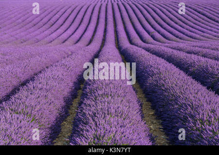 Raws lavande. Plateau de Valensole, Alpes de Haute Provence, Provence-Alpes-Côte d'Azur, France, Europe. Banque D'Images