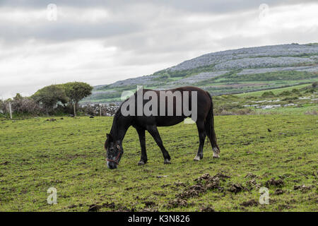 Calèche dans le comté de Clare, Irlande, Europe. Banque D'Images