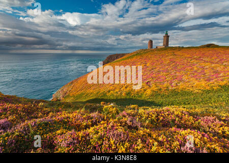 Cap Fréhel, Bretagne, France. Fleurs d'été de la bruyère et l'ajonc Banque D'Images