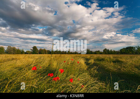 Torre Pallavicina, Oglio parc nord, province de Bergame, Lombardie, Italie. Champ de coquelicots avec les nuages en vallée du Po. Banque D'Images