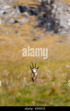 Un chamois entre l'herbe d'un pâturage, à l'automne. (Vallée Soana, Piémont, Parc National du Gran Paradiso, Italie) Banque D'Images