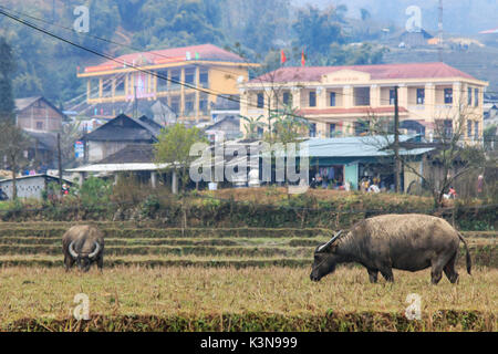 Les buffles d'eau dans les montagnes de Sapa, Vietnam Banque D'Images