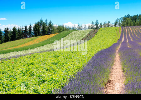 Domaine de l'Irodori Tomita ferme de Furano de Hokkaido, Japon, Banque D'Images