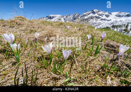 Crocus (Val Chalamy, Mont Avic Natura Park, de la vallée d'aoste, Italie) Banque D'Images