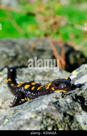 Une salamandre de feu sur un rocher. (Valchiusella, Piémont, Italie) Banque D'Images