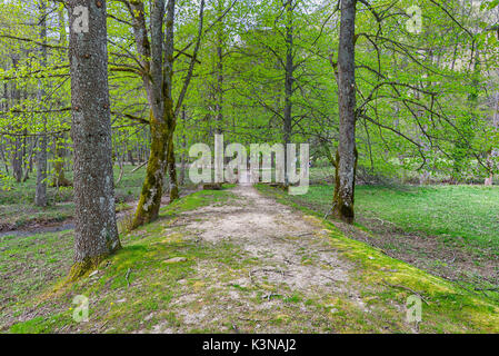 Pont et chemin dans la forêt. Lama, forêt forêts Casentinesi NP, Emilia Romagna, Italie district Banque D'Images