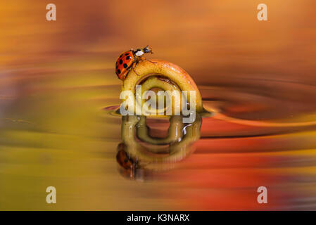 Ladybug marche sur une tige au-dessus de l'eau, Italie, Trentin-Haut-Adige Banque D'Images