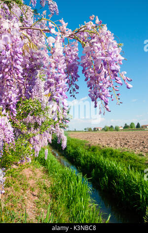 Floraison de printemps wisteria sinensis. Campagne - Vénétie Vérone Banque D'Images