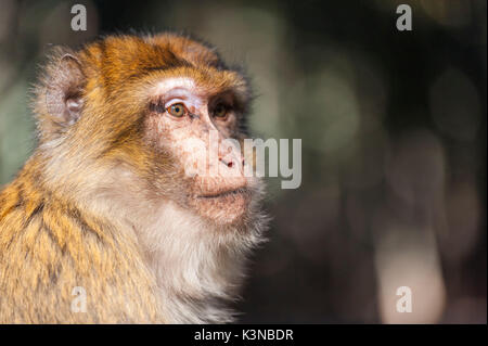 Atlas, Maroc. La barbarie des singes dans la forêt. Banque D'Images