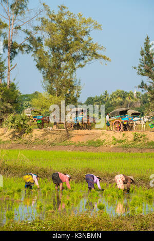 Inwa, région de Mandalay, Myanmar (Birmanie). Femme au travail sur le champ de riz avec des voitures à chevaux parqués dans l'arrière-plan. Banque D'Images