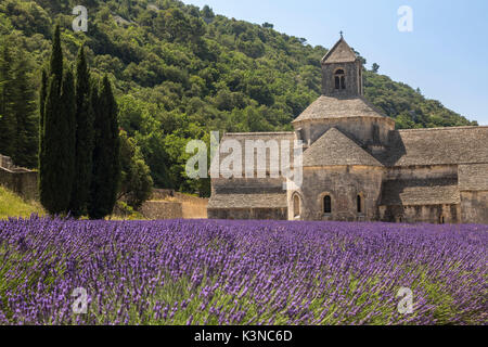 Raws lavande en face de l'abbaye de Sénanque. Gordes, Vaucluse, Provence-Alpes-Côte d'Azur, France, Europe. Banque D'Images