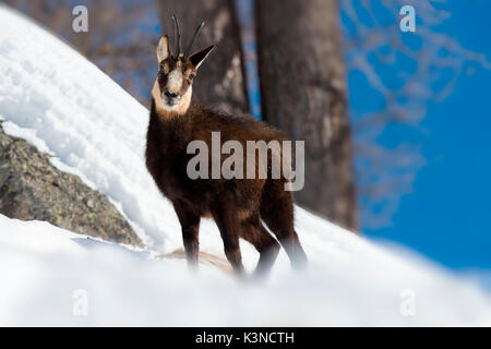 Ceresole Reale,Gran Paradiso Park,Piemonte Italie un jeune chamois photographié alors qu'elle cherchait de la nourriture dans la neige. Banque D'Images