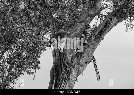 Park Masai Mara, Kenya, Afrique léopard mâle avec sa proie sur une plante Banque D'Images