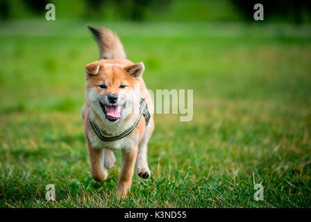 Brescia, Lombardie, Italie Shiba Inu chiot photographié alors qu'il est en cours d'exécution Banque D'Images