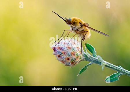 Palude Luna, Brescia, Lombardie, Italie macro photographie d'un Bombylius prises sur une fleur. Fond vert et jaune Banque D'Images