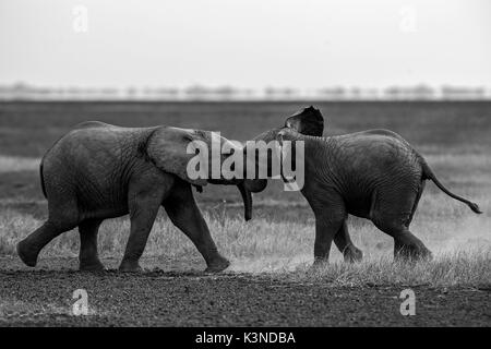 Le parc d'Amboseli, Kenya, Afrique, deux bébés éléphants jouant dans Amboseli paco Banque D'Images