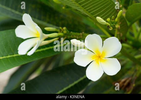 Doux parfum de fleurs de frangipanier blanc dans le jardin. Banque D'Images